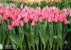 Tulipa Barre Alta ® (2)